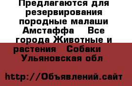 Предлагаются для резервирования породные малаши Амстаффа  - Все города Животные и растения » Собаки   . Ульяновская обл.